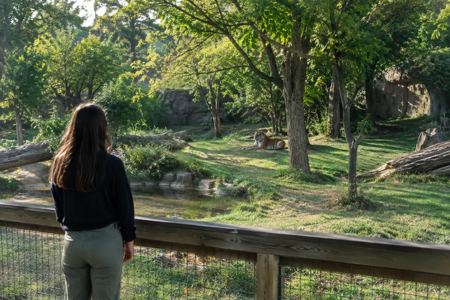 A visitor quietly watches a rescued wild cat from a walkway at a sanctuary.